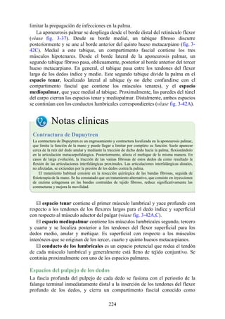 limitar la propagación de infecciones en la palma.
La aponeurosis palmar se despliega desde el borde distal del retináculo flexor
(véase fig. 3-37). Desde su borde medial, un tabique fibroso discurre
posteriormente y se une al borde anterior del quinto hueso metacarpiano (fig. 3-
42C). Medial a este tabique, un compartimento fascial contiene los tres
músculos hipotenares. Desde el borde lateral de la aponeurosis palmar, un
segundo tabique fibroso pasa, oblicuamente, posterior al borde anterior del tercer
hueso metacarpiano. En general, el tabique pasa entre los tendones del flexor
largo de los dedos índice y medio. Este segundo tabique divide la palma en el
espacio tenar, localizado lateral al tabique (y no debe confundirse con el
compartimento fascial que contiene los músculos tenares), y el espacio
mediopalmar, que yace medial al tabique. Proximalmente, las paredes del túnel
del carpo cierran los espacios tenar y mediopalmar. Distalmente, ambos espacios
se continúan con los conductos lumbricales correspondientes (véase fig. 3-42A).
Notas clínicas
Contractura de Dupuytren
La contractura de Dupuytren es un engrosamiento y contractura localizada en la aponeurosis palmar,
que limita la función de la mano y puede llegar a limitar por completo su función. Suele aparecer
cerca de la raíz del dedo anular y mediante la tracción de dicho dedo hacia la palma, flexionándolo
en la articulación metacarpofalángica. Posteriormente, afecta el meñique de la misma manera. En
casos de larga evolución, la tracción de las vainas fibrosas de estos dedos da como resultado la
flexión de las articulaciones interfalángicas proximales. Las articulaciones interfalángicas distales,
no afectadas, se extienden por la presión de los dedos contra la palma.
El tratamiento habitual consiste en la resección quirúrgica de las bandas fibrosas, seguida de
fisioterapia de la mano. Se ha constatado que un tratamiento alternativo, que consiste en inyecciones
de enzima colagenasa en las bandas contraídas de tejido fibroso, reduce significativamente las
contracturas y mejora la movilidad.
El espacio tenar contiene el primer músculo lumbrical y yace profundo con
respecto a los tendones de los flexores largos para el dedo índice y superficial
con respecto al músculo aductor del pulgar (véase fig. 3-42A,C).
El espacio mediopalmar contiene los músculos lumbricales segundo, tercero
y cuarto y se localiza posterior a los tendones del flexor superficial para los
dedos medio, anular y meñique. Es superficial con respecto a los músculos
interóseos que se originan de los tercer, cuarto y quinto huesos metacarpianos.
El conducto de los lumbricales es un espacio potencial que rodea el tendón
de cada músculo lumbrical y generalmente está lleno de tejido conjuntivo. Se
continúa proximalmente con uno de los espacios palmares.
Espacios del pulpejo de los dedos
La fascia profunda del pulpejo de cada dedo se fusiona con el periostio de la
falange terminal inmediatamente distal a la inserción de los tendones del flexor
profundo de los dedos, y cierra un compartimento fascial conocido como
224
 