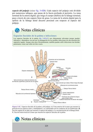 espacio del pulpejo (véase fig. 3-42B). Cada espacio del pulpejo está dividido
por numerosos tabiques, que pasan de la fascia profunda al periostio. La rama
terminal de la arteria digital, que irriga el cuerpo (diáfisis) de la falange terminal,
pasa a través de este espacio lleno de grasa. La rama de la arteria digital para la
epífisis de la falange distal discurre proximal con respecto al espacio del
pulpejo.
Notas clínicas
Espacios fasciales de la palma e infecciones
Los espacios fasciales de la palma (fig. 3-42A,C) son clínicamente relevantes porque pueden
infectarse y distenderse con pus por la propagación de las posibles infecciones de una tenosinovitis
supurativa aguda. Aunque muy poco frecuentemente, también pueden sufrir infecciones tras heridas
penetrantes, como caer sobre un clavo sucio.
Figura 3-42 Espacios fasciales de la palma y del pulpejo. A. Vista anterior de la mano que muestra la
posición de los espacios tenar y mediopalmar y su continuidad con los conductos de los lumbricales. B.
Sección sagital de un dedo que muestra el espacio del pulpejo y la vascularización de la falange distal.
C. Sección transversal de la mano que muestra los espacios fasciales de la palma.
Notas clínicas
225
 