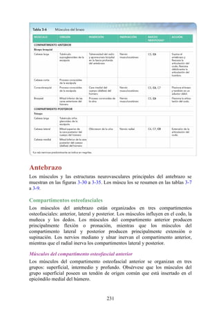 Antebrazo
Los músculos y las estructuras neurovasculares principales del antebrazo se
muestran en las figuras 3-30 a 3-35. Los múscu los se resumen en las tablas 3-7
a 3-9.
Compartimentos osteofasciales
Los músculos del antebrazo están organizados en tres compartimentos
osteofasciales: anterior, lateral y posterior. Los músculos influyen en el codo, la
muñeca y los dedos. Los músculos del compartimento anterior producen
principalmente flexión o pronación, mientras que los músculos del
compartimento lateral y posterior producen principalmente extensión o
supinación. Los nervios mediano y ulnar inervan el compartimento anterior,
mientras que el radial inerva los compartimentos lateral y posterior.
Músculos del compartimento osteofascial anterior
Los músculos del compartimento osteofascial anterior se organizan en tres
grupos: superficial, intermedio y profundo. Obsérvese que los músculos del
grupo superficial poseen un tendón de origen común que está insertado en el
epicóndilo medial del húmero.
231
 