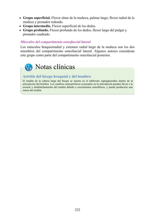 Grupo superficial. Flexor ulnar de la muñeca, palmar largo, flexor radial de la
muñeca y pronador redondo.
Grupo intermedio. Flexor superficial de los dedos.
Grupo profundo. Flexor profundo de los dedos, flexor largo del pulgar y
pronador cuadrado.
Músculos del compartimento osteofascial lateral
Los músculos braquiorradial y extensor radial largo de la muñeca son los dos
miembros del compartimento osteofascial lateral. Algunos autores consideran
este grupo como parte del compartimento osteofascial posterior.
Notas clínicas
Artritis del bíceps braquial y del hombro
El tendón de la cabeza larga del bíceps se inserta en el tubérculo supraglenoideo dentro de la
articulación del hombro. Los cambios osteoartríticos avanzados en la articulación pueden llevar a la
erosión y deshilachamiento del tendón debido a crecimientos osteofíticos, y puede producirse una
rotura del tendón.
232
 
