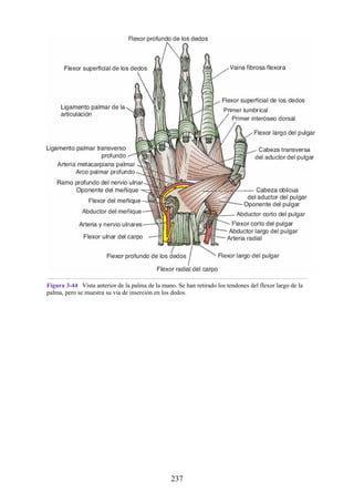 Figura 3-44 Vista anterior de la palma de la mano. Se han retirado los tendones del flexor largo de la
palma, pero se muestra su vía de inserción en los dedos.
237
 