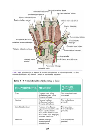 Figura 3-45 Vista anterior de la palma de la mano que muestra el arco palmar profundo y el ramo
terminal profundo del nervio ulnar. También se muestran los interóseos.
Tabla 3-10 Compartimento osteofascial de la mano
COMPARTIMENTOS MÚSCULOS
NERVIO(S)
MOTOR(ES)
Tenar Flexor corto del pulgar
Abductor corto del pulgar
Oponente del pulgar
Nervio mediano (ramo
recurrente)
Hipotenar Flexor del meñique
Abductor del meñique
Oponente del meñique
Nervio ulnar (ramo
profundo)
Central (mediopalmar) Tendones de los flexores
largos extrínsecos de los dedos
(flexor superficial de los
dedos, flexor profundo de los
dedos, flexor largo del pulgar)
Músculos lumbricales
Nervio mediano
Nervio ulnar (ramo
profundo)
Interóseos Aductor del pulgar
Interóseo palmar
Interóseo dorsal
Nervio ulnar (ramo
profundo)
238
 