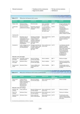 Dorsal (extensor) Tendones de los extensores
largos de los dedos
No hay nervios motores
intrínsecos
239
 