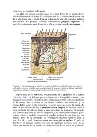 sebáceas y las glándulas sudoríparas.
Las uñas son láminas queratinizadas en la cara dorsal de las puntas de los
dedos de las manos y los pies. El borde proximal de la lámina constituye la raíz
de la uña. Salvo por el borde distal de la lámina, la uña está rodeada y cubierta
parcialmente por pliegues cutáneos denominados pliegues ungueales. La
superficie cutánea que yace debajo de la uña se conoce como lecho ungueal.
Figura 1-4 Estructura general de la piel y su relación con la fascia superficial. Nótese que, mientras
los folículos pilosos se extienden hacia la capa profunda de la dermis o dentro de la fascia superficial,
las glándulas sudoríparas se extienden profundamente en la fascia superficial.
El pelo nace en los folículos, invaginaciones de la epidermis en la dermis
(véase fig. 1-4). Los folículos yacen oblicuamente a la superficie cutánea, y sus
extremos ensanchados, llamados bulbos capilares, penetran en la capa profunda
de la dermis. Los extremos de los bulbos capilares son cóncavos, y las
concavidades alojan tejido conjuntivo vascular, conocido como la papila del
pelo. Un haz de músculo liso, el músculo erector del pelo, se extiende desde la
parte profunda del folículo hasta la capa superficial de la dermis. El músculo
está inervado por fibras de nervios simpáticos, y su contracción da lugar a que el
pelo se enderece; también comprime la glándula sebácea, lo cual hace que esta
expulse parte de su contenido. La contracción muscular también eriza la
superficie de la piel, fenómeno conocido como piel de gallina. El pelo se
distribuye en cantidad variable por toda la superficie corporal, salvo en los
labios, las palmas de las manos, las caras laterales de los dedos, el glande del
24
 