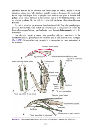 extremos distales de los tendones del flexor largo del índice, medio y anular
adquieren vainas sinoviales digitales cuando entran en los dedos. El tendón del
flexor largo del pulgar tiene su propia vaina sinovial que pasa al interior del
pulgar. Estas vainas permiten el movimiento suave de los tendones largos, con
un mínimo grado de fricción, inferiores al retináculo flexor y las vainas fibrosas
flexoras.
En casi la mitad de las personas, la vaina sinovial del flexor largo del pulgar
(a veces denominada bolsa radial) se comunica con la vaina sinovial común de
los tendones superficiales y profundos (a veces llamada bolsa ulnar) a nivel de
la muñeca.
Las vínculas largas y cortas son pequeños pliegues vasculares de la
membrana sinovial que conectan los tendones con la cara anterior de las falanges
(fig. 3-47C). Se asemejan a un mesenterio y transportan los vasos sanguíneos a
los tendones.
Figura 3-47 Inserciones de los tendones del extensor y flexor largos y los músculos lumbricales e
241
 