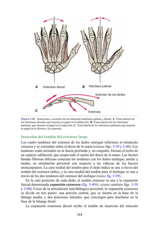 Figura 3-48 Inserciones y acciones de los músculos interóseos palmar y dorsal. A. Vista anterior de
los interóseos dorsales que muestra su papel en la abducción. B. Vista anterior de los interóseos
palmares que muestra su papel en la aducción. C. Vista lateral de los interóseos palmares que muestra
su papel en la flexión y la extensión.
Inserción del tendón del extensor largo
Los cuatro tendones del extensor de los dedos emergen inferiores al retináculo
extensor y se extienden sobre el dorso de la mano (véanse figs. 3-39 y 3-40). Los
tendones están incluidos en la fascia profunda y, en conjunto, forman el techo de
un espacio subfascial, que ocupa todo el ancho del dorso de la mano. Las fuertes
bandas fibrosas oblicuas conectan los tendones con los dedos meñique, anular y
medio, en orientación proximal con respecto a las cabezas de los huesos
metacarpianos. La cara medial del tendón para el dedo índice se une a través del
tendón del extensor índice, y la cara medial del tendón para el meñique se une a
través de los dos tendones del extensor del meñique (véase fig. 3-39).
En la cara posterior de cada dedo, el tendón extensor se une a la expansión
fascial denominada expansión extensora (fig. 3-49A; véanse también figs. 3-39
y 3-40). Cerca de la articulación interfalángica proximal, la expansión extensora
se divide en tres partes: una porción central, que se inserta en la base de la
falange media, y dos porciones laterales, que convergen para insertarse en la
base de la falange distal.
La expansión extensora dorsal recibe el tendón de inserción del músculo
244
 