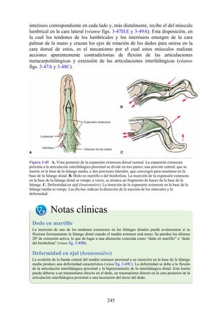 interóseo correspondiente en cada lado y, más distalmente, recibe el del músculo
lumbrical en la cara lateral (véanse figs. 3-47D,E y 3-49A). Esta disposición, en
la cual los tendones de los lumbricales y los interóseos emergen de la cara
palmar de la mano y cruzan los ejes de rotación de los dedos para unirse en la
cara dorsal de estos, es el mecanismo por el cual estos músculos realizan
acciones aparentemente contradictorias de flexión de las articulaciones
metacarpofalángicas y extensión de las articulaciones interfalángicas (véanse
figs. 3-47A y 3-48C).
Figura 3-49 A. Vista posterior de la expansión extensora dorsal normal. La expansión extensora
próxima a la articulación interfalángica proximal se divide en tres partes: una porción central, que se
inserta en la base de la falange media, y dos porciones laterales, que convergen para insertarse en la
base de la falange distal. B. Dedo en martillo o del beisbolista. La inserción de la expansión extensora
en la base de la falange distal se rompe; a veces, se arranca un fragmento de hueso de la base de la
falange. C. Deformidad en ojal (boutonnière). La inserción de la expansión extensora en la base de la
falange media se rompe. Las flechas indican la dirección de la tracción de los músculos y la
deformidad.
Notas clínicas
Dedo en martillo
La inserción de uno de los tendones extensores en las falanges distales puede avulsionarse si se
flexiona forzosamente la falange distal cuando el tendón extensor está tenso. Se pierden los últimos
20º de extensión activa, lo que da lugar a una alteración conocida como “dedo en martillo” o “dedo
del beisbolista” (véase fig. 3-49B).
Deformidad en ojal (boutonnière)
La avulsión de la banda central del tendón extensor proximal a su inserción en la base de la falange
media produce una deformidad característica (véase fig. 3-49C). La deformidad se debe a la flexión
de la articulación interfalángica proximal y la hiperextensión de la interfalángica distal. Esta lesión
puede deberse a un traumatismo directo en el dedo, un traumatismo directo en la cara posterior de la
articulación interfalángica proximal o una laceración del dorso del dedo.
245
 
