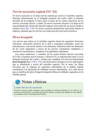 Nervio accesorio espinal (NC XI)
El nervio accesorio es el único nervio craneal que inerva el miembro superior.
Discurre inferiormente en el triángulo posterior del cuello sobre el músculo
elevador de la escápula; lo hace junto a ramos de los ramos anteriores de los
nervios cervicales tercero y cuarto. El nervio accesorio discurre a lo largo de la
cara profunda del vientre del músculo trapecio en la unión de sus tercios medio e
inferior (véase fig. 3-19). El nervio accesorio proporciona inervación motora al
trapecio, mientras que los nervios cervicales proveen inervación sensitiva.
Plexo braquial
Los nervios que entran en el miembro superior tienen las siguientes funciones
relevantes: inervación sensitiva de la piel y estructuras profundas, como las
articulaciones; inervación motora a los músculos; influencia sobre los diámetros
de los vasos sanguíneos a través de los nervios vasomotores simpáticos; y
suministro secretomotor y simpático a las glándulas sudoríparas.
Los ramos anteriores, o ventrales, de los cuatro últimos nervios cervicales
(C5-C8) y el primer nervio torácico, o dorsal (T1), se entremezclan entre sí en el
triángulo posterior del cuello y forman una compleja red nerviosa denominada
plexo braquial (figs. 3-50 y 3-51). De dicho plexo emergen nervios individuales
que se distribuyen a través del miembro superior. Por lo tanto, las fibras
nerviosas que se originan en segmentos individuales de la médula espinal
contribuyen a la formación de múltiples nervios individuales. Así, cada nervio
que se ramifica del plexo braquial transporta fibras de múltiples segmentos de la
médula espinal.
Notas clínicas
Lesión del nervio accesorio
El nervio accesorio puede lesionarse como resultado de heridas penetrantes en el cuello (p. ej.,
heridas por arma blanca). La pérdida del músculo trapecio se analiza más adelante en este capítulo,
en el apartado sobre la articulación del hombro.
247
 