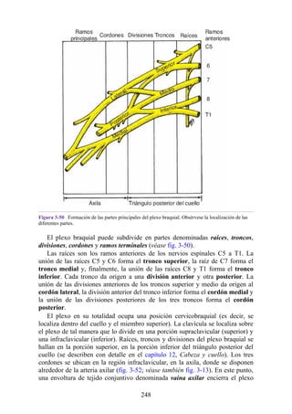 Figura 3-50 Formación de las partes principales del plexo braquial. Obsérvese la localización de las
diferentes partes.
El plexo braquial puede subdivide en partes denominadas raíces, troncos,
divisiones, cordones y ramos terminales (véase fig. 3-50).
Las raíces son los ramos anteriores de los nervios espinales C5 a T1. La
unión de las raíces C5 y C6 forma el tronco superior, la raíz de C7 forma el
tronco medial y, finalmente, la unión de las raíces C8 y T1 forma el tronco
inferior. Cada tronco da origen a una división anterior y otra posterior. La
unión de las divisiones anteriores de los troncos superior y medio da origen al
cordón lateral, la división anterior del tronco inferior forma el cordón medial y
la unión de las divisiones posteriores de los tres troncos forma el cordón
posterior.
El plexo en su totalidad ocupa una posición cervicobraquial (es decir, se
localiza dentro del cuello y el miembro superior). La clavícula se localiza sobre
el plexo de tal manera que lo divide en una porción supraclavicular (superior) y
una infraclavicular (inferior). Raíces, troncos y divisiones del plexo braquial se
hallan en la porción superior, en la porción inferior del triángulo posterior del
cuello (se describen con detalle en el capítulo 12, Cabeza y cuello). Los tres
cordones se ubican en la región infraclavicular, en la axila, donde se disponen
alrededor de la arteria axilar (fig. 3-52; véase también fig. 3-13). En este punto,
una envoltura de tejido conjuntivo denominada vaina axilar encierra el plexo
248
 