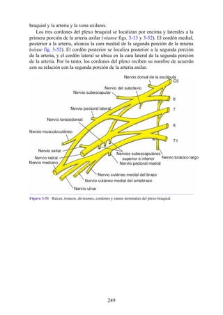 braquial y la arteria y la vena axilares.
Los tres cordones del plexo braquial se localizan por encima y laterales a la
primera porción de la arteria axilar (véanse figs. 3-13 y 3-52). El cordón medial,
posterior a la arteria, alcanza la cara medial de la segunda porción de la misma
(véase fig. 3-52). El cordón posterior se localiza posterior a la segunda porción
de la arteria, y el cordón lateral se ubica en la cara lateral de la segunda porción
de la arteria. Por lo tanto, los cordones del plexo reciben su nombre de acuerdo
con su relación con la segunda porción de la arteria axilar.
Figura 3-51 Raíces, troncos, divisiones, cordones y ramos terminales del plexo braquial.
249
 