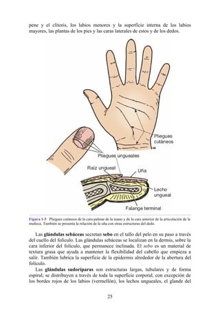 pene y el clítoris, los labios menores y la superficie interna de los labios
mayores, las plantas de los pies y las caras laterales de estos y de los dedos.
Figura 1-5 Pliegues cutáneos de la cara palmar de la mano y de la cara anterior de la articulación de la
muñeca. También se presenta la relación de la uña con otras estructuras del dedo.
Las glándulas sebáceas secretan sebo en el tallo del pelo en su paso a través
del cuello del folículo. Las glándulas sebáceas se localizan en la dermis, sobre la
cara inferior del folículo, que permanece inclinada. El sebo es un material de
textura grasa que ayuda a mantener la flexibilidad del cabello que empieza a
salir. También lubrica la superficie de la epidermis alrededor de la abertura del
folículo.
Las glándulas sudoríparas son estructuras largas, tubulares y de forma
espiral; se distribuyen a través de toda la superficie corporal, con excepción de
los bordes rojos de los labios (vermellón), los lechos ungueales, el glande del
25
 
