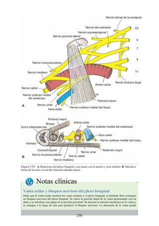 Figura 3-52 A. Relaciones del plexo braquial y sus ramos con la arteria y vena axilares. B. Sección a
través de la axila a nivel del músculo redondo mayor.
Notas clínicas
Vaina axilar y bloqueo nervioso del plexo braquial
Dado que la vaina axilar encierra los vasos axilares y el plexo braquial, es bastante fácil conseguir
un bloqueo nervioso del plexo braquial. Se cierra la porción distal de la vaina presionando con un
dedo y se introduce una aguja en la porción proximal. Se inyecta la solución anestésica en la vaina y
se masajea a lo largo de esta para producir el bloqueo nervioso. La ubicación de la vaina puede
250
 