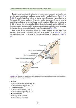 verificarse a partir de la pulsación de la tercera porción de la arteria axilar.
Los cordones terminan dividiéndose en cinco ramos nerviosos terminales: los
nervios musculocutáneo, mediano, ulnar, axilar y radial (véanse figs. 3-51 y
3-52). El cordón lateral da origen al nervio musculocutáneo y contribuye a la
formación del nervio mediano. El cordón medial da origen al nervio ulnar y
también contribuye a la formación del nervio mediano. El cordón posterior se
divide en los nervios axilar y radial. El nervio axilar inerva la región del hombro.
Los otros cuatro nervios son los ramos principales que se distribuyen a través de
los compartimentos osteofasciales del miembro superior (fig. 3-53).
Los ramos de las diferentes partes del plexo braquial se describen más
adelante. Los ramos y sus distribuciones se resumen en la tabla 3-12. Las
distribuciones de los cinco ramos terminales se resumen en las figuras 3-54 a 3-
57.
Figura 3-53 Distribución de los ramos principales del plexo braquial hacia diferentes compartimentos
osteofasciales del brazo y el antebrazo.
Raíces
Nervio dorsal de la escápula (C5)
Nervio torácico largo (C5 a C7)
Tronco superior
Nervio del subclavio (C5, C6)
Nervio supraescapular (C5, C6)
Cordón lateral
Nervio pectoral lateral
Nervio musculocutáneo
251
 