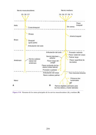 Figura 3-54 Resumen de los ramos principales de los nervios musculocutáneo (A) y mediano (B).
254
 