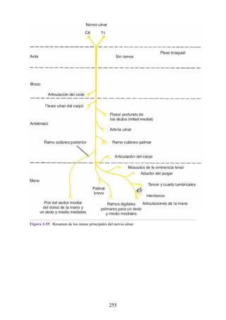 Figura 3-55 Resumen de los ramos principales del nervio ulnar.
255
 