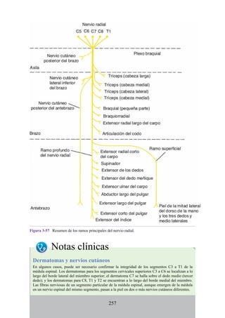 Figura 3-57 Resumen de los ramos principales del nervio radial.
Notas clínicas
Dermatomas y nervios cutáneos
En algunos casos, puede ser necesario confirmar la integridad de los segmentos C3 a T1 de la
médula espinal. Los dermatomas para los segmentos cervicales superiores C3 a C6 se localizan a lo
largo del borde lateral del miembro superior; el dermatoma C7 se halla sobre el dedo medio (tercer
dedo); y los dermatomas para C8, T1 y T2 se encuentran a lo largo del borde medial del miembro.
Las fibras nerviosas de un segmento particular de la médula espinal, aunque emergen de la médula
en un nervio espinal del mismo segmento, pasan a la piel en dos o más nervios cutáneos diferentes.
257
 
