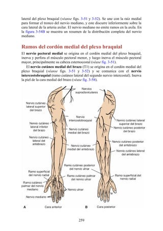 lateral del plexo braquial (véanse figs. 3-51 y 3-52). Se une con la raíz medial
para formar el tronco del nervio mediano, y este discurre inferiormente sobre la
cara lateral de la arteria axilar. El nervio mediano no emite ramos en la axila. En
la figura 3-54B se muestra un resumen de la distribución completa del nervio
mediano.
Ramos del cordón medial del plexo braquial
El nervio pectoral medial se origina en el cordón medial del plexo braquial,
inerva y perfora el músculo pectoral menor, y luego inerva el músculo pectoral
mayor, principalmente su cabeza esternocostal (véase fig. 3-51).
El nervio cutáneo medial del brazo (T1) se origina en el cordón medial del
plexo braquial (véanse figs. 3-51 y 3-52) y se comunica con el nervio
intercostobraquial (ramo cutáneo lateral del segundo nervio intercostal). Inerva
la piel de la cara medial del brazo (véase fig. 3-58).
259
 