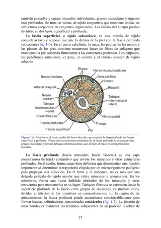 también envuelve y separa músculos individuales, grupos musculares y órganos
más profundos. Se trata de vainas de tejido conjuntivo que mantiene unidas las
estructuras corporales en conjuntos organizados. Las fascias del cuerpo pueden
dividirse en dos tipos: superficial y profunda.
La fascia superficial, o tejido subcutáneo, es una mezcla de tejido
conjuntivo laxo y adiposo que une la dermis de la piel con la fascia profunda
subyacente (fig. 1-6). En el cuero cabelludo, la nuca, las palmas de las manos y
las plantas de los pies, contiene numerosos haces de fibras de colágeno que
mantienen la piel adherida firmemente a las estructuras profundas. Los párpados,
los pabellones auriculares, el pene, el escroto y el clítoris carecen de tejido
adiposo.
Figura 1-6 Sección en el tercio medio del brazo derecho, que muestra la disposición de las fascias
superficial y profunda. Nótese cómo extensiones profundas de la fascia profunda se extienden entre
grupos musculares y forman tabiques intermusculares, que dividen el brazo en compartimentos
fasciales.
La fascia profunda (fascia muscular; fascia visceral) es una capa
membranosa de tejido conjuntivo que reviste los músculos y otras estructuras
profundas. En el cuello, forma capas bien definidas que desempeñan una función
importante al determinar la trayectoria elegida por un microorganismo patógeno
para propagar una infección. En el tórax y el abdomen, no es más que una
delgada película de tejido areolar que cubre músculos y aponeurosis. En los
miembros, forma una vaina definida alrededor de los músculos y otras
estructuras para mantenerlos en su lugar. Tabiques fibrosos se extienden desde la
superficie profunda de la fascia entre grupos de músculos; en muchos sitios,
dividen el interior de los miembros en compartimentos. En la región de las
articulaciones, la fascia profunda puede ensancharse considerablemente para
formar bandas delimitadoras denominadas retináculos (fig. 1-7). La función de
estas bandas es mantener los tendones subyacentes en su posición o actuar de
27
 