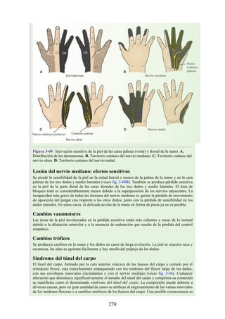 Figura 3-60 Inervación sensitiva de la piel de las caras palmar (volar) y dorsal de la mano. A.
Distribución de los dermatomas. B. Territorio cutáneo del nervio mediano. C. Territorio cutáneo del
nervio ulnar. D. Territorio cutáneo del nervio radial.
Lesión del nervio mediano: efectos sensitivos
Se pierde la sensibilidad de la piel en la mitad lateral o menos de la palma de la mano y en la cara
palmar de los tres dedos y medio laterales (véase fig. 3-60B). También se produce pérdida sensitiva
en la piel de la parte distal de las caras dorsales de los tres dedos y medio laterales. El área de
bloqueo total es considerablemente menor debido a la superposición de los nervios adyacentes. La
incapacidad más grave de todas las lesiones del nervio mediano es quizás la pérdida de movimiento
de oposición del pulgar con respecto a los otros dedos, junto con la pérdida de sensibilidad en los
dedos laterales. En estos casos, la delicada acción de la mano en forma de pinza ya no es posible.
Cambios vasomotores
Las áreas de la piel involucradas en la pérdida sensitiva están más calientes y secas de lo normal
debido a la dilatación arteriolar y a la ausencia de sudoración que resulta de la pérdida del control
simpático.
Cambios tróficos
Se producen cambios en la mano y los dedos en casos de larga evolución. La piel se muestra seca y
escamosa, las uñas se agrietan fácilmente y hay atrofia del pulpejo de los dedos.
Síndrome del túnel del carpo
El túnel del carpo, formado por la cara anterior cóncava de los huesos del carpo y cerrado por el
retináculo flexor, está estrechamente empaquetado con los tendones del flexor largo de los dedos,
con sus envolturas sinoviales circundantes y con el nervio mediano (véase fig. 3-36). Cualquier
alteración que disminuya significativamente el tamaño del túnel del carpo y comprima su contenido
se manifiesta como el denominado síndrome del túnel del carpo. La compresión puede deberse a
diversas causas, pero en gran cantidad de casos se atribuye al engrosamiento de las vainas sinoviales
de los tendones flexores o a cambios artríticos de los huesos del carpo. Una posible consecuencia es
270
 