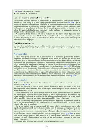 Figura 3-62 Parálisis del nervio ulnar.
A. Vista anterior. B. Vista posterior.
Lesión del nervio ulnar: efectos sensitivos
En las lesiones del codo, la pérdida de la sensibilidad de la piel se produce sobre las caras anterior y
posterior del tercio medial de la mano y sobre un dedo y medio mediales (véase fig. 3-60C). En las
lesiones de la muñeca, el nervio ulnar principal y su ramo cutáneo palmar suelen cortarse; el ramo
cutáneo posterior, que se origina en el tronco del nervio ulnar a unos 6,25 cm por encima del hueso
pisiforme, por lo general no se ve afectado. Por lo tanto, la pérdida sensitiva se limitará a la cara
palmar del tercio medial de la mano y un dedo y medio mediales, y a las caras dorsales de las
falanges medias y distales de los mismos dedos.
A diferencia de las lesiones del nervio mediano, las del nervio ulnar dejan una mano
relativamente funcional. La sensibilidad sobre la porción lateral de la mano está intacta, y la acción
de pinzas del pulgar y el índice es razonablemente buena, aunque existe cierta debilidad por la
pérdida del aductor del pulgar.
Cambios vasomotores
Las áreas de la piel afectadas por la pérdida sensitiva están más calientes y secas de lo normal
debido a la dilatación arteriolar y la ausencia de sudoración que resulta de la pérdida del control
simpático.
Nervio axilar
El nervio axilar puede lesionarse por las dislocaciones de la articulación glenohumeral (hombro),
compresión del espacio cuadrangular o compresión de una muleta mal ajustada que presiona hacia
arriba en la axila. A medida que el nervio pasa profundamente desde la axila a través del espacio
cuadrangular, es particularmente vulnerable a traumatismos por el desplazamiento inferior de la
cabeza humeral en las luxaciones del hombro o las fracturas del cuello quirúrgico del húmero. Como
resultado, los músculos deltoides y redondo menor se paralizan (véase fig. 3-56). El deltoides
paralizado se atrofia rápidamente y el tubérculo mayor subyacente puede palparse fácilmente. Dado
que el supraespinoso es el único abductor restante del hombro, este movimiento se ve muy afectado.
La parálisis del redondo menor no es reconocible clínicamente. Los ramos cutáneos del nervio
axilar, incluido el cutáneo lateral superior del brazo, no son funcionales y, en consecuencia, hay una
pérdida de la sensibilidad de la piel en la mitad inferior del músculo deltoides (véase fig. 3-58).
Nervio radial
De forma característica, el nervio radial emite sus ramos a cierta distancia proximal a la parte a
inervar (véase fig. 3-57).
Emite tres ramos en la axila: el nervio cutáneo posterior del brazo, que inerva la piel en la
porción posterior del brazo hasta el codo; el nervio para la cabeza larga del tríceps; y el nervio para
la cabeza medial del tríceps.
Emite cuatro ramos en el surco radial del húmero: el nervio cutáneo lateral inferior del brazo,
que inerva la cara lateral del brazo hasta el codo; el nervio cutáneo posterior del antebrazo, que
inerva la piel de la mitad de la porción posterior del antebrazo hasta la muñeca; el nervio para la
cabeza lateral del tríceps; y el nervio para la cabeza medial del tríceps y el ancóneo.
Emite tres ramos en el compartimento anterior del brazo por encima del epicóndilo lateral: el
nervio para una pequeña porción del braquial, el nervio para el braquirradial y el nervio para el
extensor radial largo de la muñeca.
En la fosa cubital, emite el ramo profundo del nervio radial y continúa como nervio radial
superficial. El ramo profundo inerva el extensor radial corto de la muñeca y el supinador en la fosa
cubital y todos los músculos extensores en el compartimento posterior del antebrazo. El nervio
radial superficial es sensitivo e inerva la piel de la cara lateral del dorso de la mano y la cara dorsal
de los tres dedos y medio laterales proximal a los lechos ungueales (véase fig. 3-60D). El nervio
ulnar inerva la mayor parte del resto del dorso de la mano y la cara dorsal de un dedo y medio
mediales. Las áreas cutáneas exactas inervadas por los nervios radial y ulnar en la mano están
sujetas a variaciones.
El nervio radial se lesiona con frecuencia en la axila y en el surco radial.
273
 