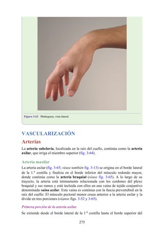 Figura 3-63 Muñequera, vista lateral.
VASCULARIZACIÓN
Arterias
La arteria subclavia, localizada en la raíz del cuello, continúa como la arteria
axilar, que irriga el miembro superior (fig. 3-64).
Arteria maxilar
La arteria axilar (fig. 3-65; véase también fig. 3-13) se origina en el borde lateral
de la 1.a costilla y finaliza en el borde inferior del músculo redondo mayor,
donde continúa como la arteria braquial (véase fig. 3-65). A lo largo de su
trayecto, la arteria está íntimamente relacionada con los cordones del plexo
braquial y sus ramos y está incluida con ellos en una vaina de tejido conjuntivo
denominada vaina axilar. Esta vaina es continua con la fascia prevertebral en la
raíz del cuello. El músculo pectoral menor cruza anterior a la arteria axilar y la
divide en tres porciones (véanse figs. 3-52 y 3-65).
Primera porción de la arteria axilar
Se extiende desde el borde lateral de la 1.a costilla hasta el borde superior del
275
 