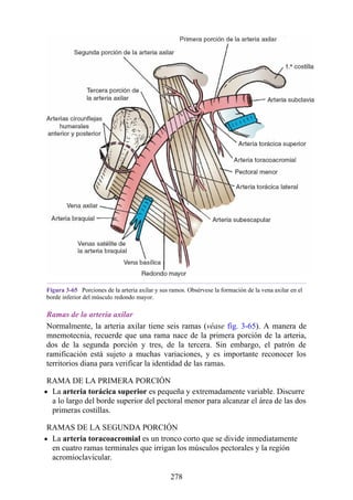 Figura 3-65 Porciones de la arteria axilar y sus ramos. Obsérvese la formación de la vena axilar en el
borde inferior del músculo redondo mayor.
Ramas de la arteria axilar
Normalmente, la arteria axilar tiene seis ramas (véase fig. 3-65). A manera de
mnemotecnia, recuerde que una rama nace de la primera porción de la arteria,
dos de la segunda porción y tres, de la tercera. Sin embargo, el patrón de
ramificación está sujeto a muchas variaciones, y es importante reconocer los
territorios diana para verificar la identidad de las ramas.
RAMA DE LA PRIMERA PORCIÓN
La arteria torácica superior es pequeña y extremadamente variable. Discurre
a lo largo del borde superior del pectoral menor para alcanzar el área de las dos
primeras costillas.
RAMAS DE LA SEGUNDA PORCIÓN
La arteria toracoacromial es un tronco corto que se divide inmediatamente
en cuatro ramas terminales que irrigan los músculos pectorales y la región
acromioclavicular.
278
 