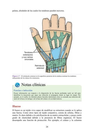 poleas, alrededor de las cuales los tendones pueden moverse.
FIgura 1-7 El retináculo extensor en la superficie posterior de la muñeca sostiene los tendones
subyacentes de los múscu los extensores.
Notas clínicas
Fascias e infección
Poseer información con respecto a la disposición de las fascias profundas suele ser útil para
identificar la trayectoria que sigue una infección al propagarse desde su lugar de origen. Por
ejemplo, en el cuello, los distintos planos fasciales determinan cómo se extiende una infección del
suelo de la boca a la laringe o de la base del cráneo a la cavidad torácica.
Hueso
El hueso es un tejido vivo capaz de modificar su estructura cuando se le aplica
una fuerza. Como otros tipos de tejido conjuntivo, consta de células, fibras y
matriz. Es duro debido a la calcificación de su matriz extracelular, y posee cierto
grado de elasticidad debido a la presencia de fibras orgánicas. El hueso
desempeña una función de protección. Por ejemplo, el cráneo y la columna
28
 
