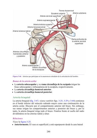 Figura 3-66 Arterias que participan en la anastomosis alrededor de la articulación del hombro.
Ramas de la arteria axilar
La arteria subescapular y su rama circunfleja de la escápula irrigan las
fosas subescapular e infraespinosa de la escápula, respectivamente.
La arteria circunfleja humeral anterior.
La arteria circunfleja humeral posterior.
Arteria braquial
La arteria braquial (fig. 3-67; véanse también figs. 3-25, 3-29 y 3-64) comienza
en el borde inferior del músculo redondo mayor como una continuación de la
arteria axilar. Discurre por el compartimento anterior del brazo. Sin embargo,
sus ramas irrigan los compartimentos anterior y posterior del brazo y, por lo
tanto, la arteria braquial irriga todo el brazo. Finaliza frente al cuello del radio
dividiéndose en las arterias radial y ulnar.
Relaciones
Véase la figura 3-25.
Anteriormente. El vaso es superficial y está superpuesto desde la cara lateral
280
 