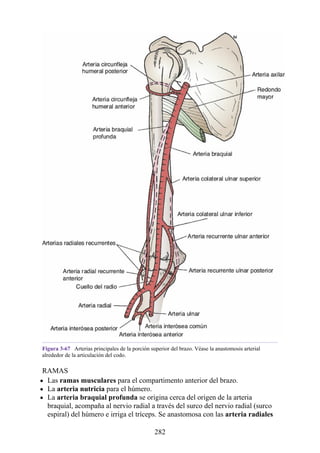 Figura 3-67 Arterias principales de la porción superior del brazo. Véase la anastomosis arterial
alrededor de la articulación del codo.
RAMAS
Las ramas musculares para el compartimento anterior del brazo.
La arteria nutricia para el húmero.
La arteria braquial profunda se origina cerca del origen de la arteria
braquial, acompaña al nervio radial a través del surco del nervio radial (surco
espiral) del húmero e irriga el tríceps. Se anastomosa con las arteria radiales
282
 