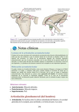 Figura 3-72 La gran amplitud de movimiento posible en las articulaciones esternoclavicular y
acromioclavicular permite una gran variedad de movimientos a la clavícula y el miembro superior.
Movimientos de las articulaciones esternoclavicular (A) y acromioclavicular (B).
Notas clínicas
Lesiones de la articulación acromioclavicular
El plano de las caras articulares de la articulación acromioclavicular discurre inferomedialmente, de
modo que hay una tendencia a que el extremo lateral de la clavícula se desplace sobre la cara
superior del acromion. La fuerza de la articulación depende del resistente ligamento
coracoclavicular, que une el proceso coracoides con la cara inferior de la porción lateral de la
clavícula. La mayor parte del peso del miembro superior es transmitido a la clavícula a través de
este ligamento, y se producen movimientos rotatorios de la escápula en este importante ligamento.
Dislocación acromioclavicular
Un golpe violento en el muñón del hombro, como ocurre durante el bloqueo o el ataque en el fútbol
americano o el rugby, o cualquier caída grave, pueden empujar el acromion de modo que se
desplace por debajo del extremo lateral de la clavícula, con lo que se rompe el ligamento
coracoclavicular. Esta alteración se conoce como separación del hombro. El extremo externo
desplazado de la clavícula es fácilmente palpable. Como en el caso de la articulación
esternoclavicular, la dislocación puede reducirse fácilmente, pero la retirada de apoyo origina una
nueva dislocación.
Relaciones relevantes
Anteriormente. Músculo deltoides.
Posteriormenre. Músculo trapecio.
Superiormente. Piel.
Articulación glenohumeral (del hombro)
Articulación. Se localiza entre la cabeza redondeada del húmero y la cavidad
glenoidea de la escápula, poco profunda y en forma de pera. Las caras
296
 