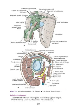 Figura 3-73 Articulación del hombro y sus relaciones. A. Vista anterior. B. Sección sagital.
Relaciones relevantes
Anteriormente. Músculo subescapular, vasos axilares y plexo braquial.
Posteriormente. Músculos infraespinoso y redondo menor.
299
 