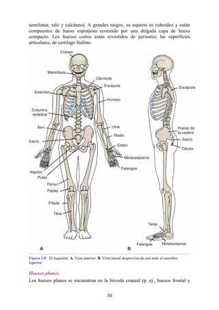 semilunar, talo y calcáneo). A grandes rasgos, su aspecto es cuboideo y están
compuestos de hueso esponjoso revestido por una delgada capa de hueso
compacto. Los huesos cortos están revestidos de periostio; las superficies
articulares, de cartílago hialino.
Figura 1-8 El esqueleto. A. Vista anterior. B. Vista lateral desprovista de casi todo el miembro
superior.
Huesos planos
Los huesos planos se encuentran en la bóveda craneal (p. ej., huesos frontal y
30
 