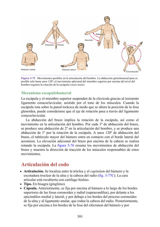 Figura 3-75 Movimientos posibles en la articulación del hombro. La abducción glenohumeral pura es
posible solo hasta unos 120º; el movimiento adicional del miembro superior por encima del nivel del
hombro requiere la rotación de la escápula (véase texto).
Mecanismo escapulohumeral
La escápula y el miembro superior suspenden de la clavícula gracias al resistente
ligamento coracoclavicular, asistido por el tono de los músculos. Cuando la
escápula rota sobre la pared torácica de modo que se altera la posición de la fosa
glenoidea, puede considerarse que el eje de rotación pasa a través del ligamento
coracoclavicular.
La abducción del brazo implica la rotación de la escápula, así como el
movimiento en la articulación del hombro. Por cada 3º de abducción del brazo,
se produce una abducción de 2º en la articulación del hombro, y se produce una
abducción de 1º por la rotación de la escápula. A unos 120º de abducción del
brazo, el tubérculo mayor del húmero entra en contacto con el borde lateral del
acromion. La elevación adicional del brazo por encima de la cabeza se realiza
rotando la escápula. La figura 3-76 resume los movimientos de abducción del
brazo y muestra la dirección de tracción de los músculos responsables de estos
movimientos.
Articulación del codo
Articulación. Se localiza entre la tróclea y el capitulum del húmero y la
escotadura troclear de la ulna y la cabeza del radio (fig. 3-77C). La cara
articular está recubierta con cartílago hialino.
Tipo. En bisagra (gínglimo).
Cápsula. Anteriormente, se fija por encima al húmero a lo largo de los bordes
superiores de las fosas coronoides y radial (supracondílea), por delante a los
epicóndilos medial y lateral, y por debajo a los bordes del proceso coronoides
de la ulna y al ligamento anular, que rodea la cabeza del radio. Posteriormente,
se fija por encima a los bordes de la fosa del olécranon del húmero y por
301
 