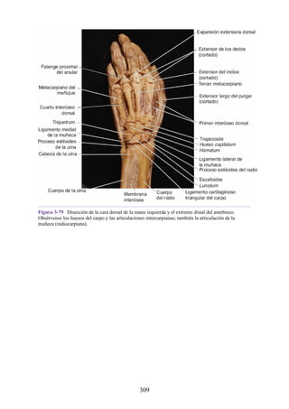 Figura 3-79 Disección de la cara dorsal de la mano izquierda y el extremo distal del antebrazo.
Obsérvense los huesos del carpo y las articulaciones intercarpianas; también la articulación de la
muñeca (radiocarpiana).
309
 
