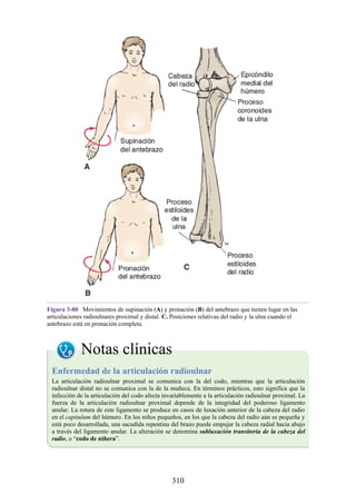 Figura 3-80 Movimientos de supinación (A) y pronación (B) del antebrazo que tienen lugar en las
articulaciones radioulnares proximal y distal. C. Posiciones relativas del radio y la ulna cuando el
antebrazo está en pronación completa.
Notas clínicas
Enfermedad de la articulación radioulnar
La articulación radioulnar proximal se comunica con la del codo, mientras que la articulación
radioulnar distal no se comunica con la de la muñeca. En términos prácticos, esto significa que la
infección de la articulación del codo afecta invariablemente a la articulación radioulnar proximal. La
fuerza de la articulación radioulnar proximal depende de la integridad del poderoso ligamento
anular. La rotura de este ligamento se produce en casos de luxación anterior de la cabeza del radio
en el capitulum del húmero. En los niños pequeños, en los que la cabeza del radio aún es pequeña y
está poco desarrollada, una sacudida repentina del brazo puede empujar la cabeza radial hacia abajo
a través del ligamento anular. La alteración se denomina subluxación transitoria de la cabeza del
radio, o “codo de niñera”.
310
 