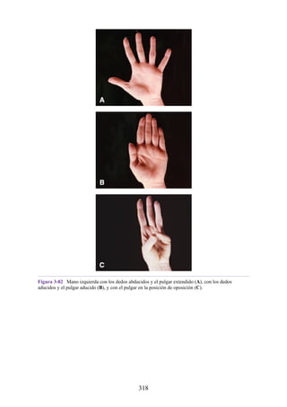Figura 3-82 Mano izquierda con los dedos abducidos y el pulgar extendido (A), con los dedos
aducidos y el pulgar aducido (B), y con el pulgar en la posición de oposición (C).
318
 
