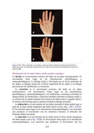 Figura 3-83 Mano izquierda con el pulgar a punto de alejar el lápiz de la palma para ilustrar la
abducción (A) y con el pulgar a punto de mover el lápiz en la dirección de la palma para mostrar la
aducción (B).
Movimientos de los dedos índice, medio, anular y meñique
La flexión es el movimiento anterior del dedo en un plano anteroposterior. El
movimiento tiene lugar en las articulaciones interfalángicas y
metacarpofalángicas. La falange distal es flexionada por el flexor profundo de
los dedos, la falange media por el flexor superficial de los dedos y la falange
proximal por los lumbricales y el interóseo.
La extensión es el movimiento posterior del dedo en un plano
anteroposterior. Los movimientos tienen lugar en las articulaciones
interfalángicas y metacarpofalángicas. Los lumbricales e interóseos extienden la
falange distal, los lumbricales e interóseos también extienden la falange media, y
el extensor de los dedos (además del extensor del índice para el segundo dedo y
el extensor del meñique para el quinto) extiende la falange proximal.
La abducción es el movimiento de los dedos (incluido el dedo medio) que se
aleja de la línea media imaginaria del dedo medio (véanse figs. 3-48 y 3-82A).
El movimiento tiene lugar en la articulación metacarpofalángica. Los músculos
que producen el movimiento son los interóseos dorsales; el abductor del
meñique abduce este dedo.
La aducción es el movimiento de los dedos hacia la línea media imaginaria
del dedo medio (véase fig. 3-82B). El movimiento tiene lugar en la articulación
metacarpofalángica. Los músculos que producen el movimiento son los
319
 