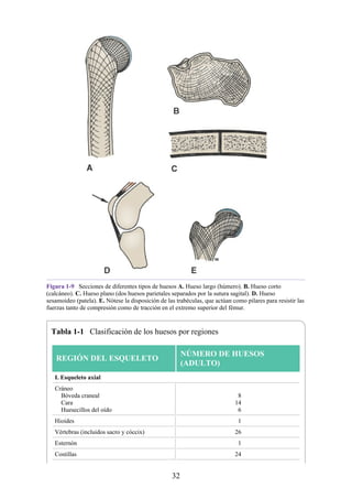Figura 1-9 Secciones de diferentes tipos de huesos A. Hueso largo (húmero). B. Hueso corto
(calcáneo). C. Hueso plano (dos huesos parietales separados por la sutura sagital). D. Hueso
sesamoideo (patela). E. Nótese la disposición de las trabéculas, que actúan como pilares para resistir las
fuerzas tanto de compresión como de tracción en el extremo superior del fémur.
Tabla 1-1 Clasificación de los huesos por regiones
REGIÓN DEL ESQUELETO
NÚMERO DE HUESOS
(ADULTO)
I. Esqueleto axial
Cráneo
Bóveda craneal
Cara
Huesecillos del oído
8
14
6
Hioides 1
Vértebras (incluidos sacro y cóccix) 26
Esternón 1
Costillas 24
32
 