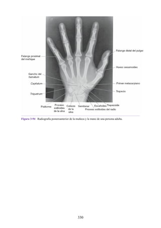 Figura 3-94 Radiografía posteroanterior de la muñeca y la mano de una persona adulta.
330
 