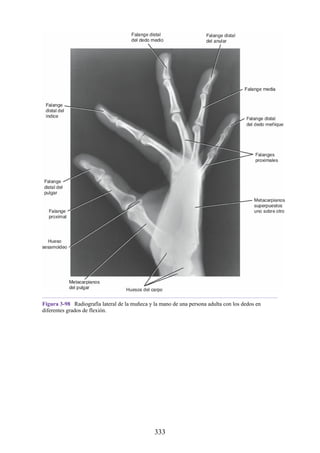 Figura 3-98 Radiografía lateral de la muñeca y la mano de una persona adulta con los dedos en
diferentes grados de flexión.
333
 