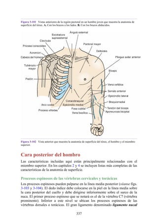 Figura 3-101 Vistas anteriores de la región pectoral en un hombre joven que muestra la anatomía de
superficie del tórax. A. Con los brazos a los lados. B. Con los brazos abducidos.
Figura 3-102 Vista anterior que muestra la anatomía de superficie del tórax, el hombro y el miembro
superior.
Cara posterior del hombro
Las características incluidas aquí están principalmente relacionadas con el
miembro superior. En los capítulos 2 y 4 se incluyen listas más completas de las
características de la anatomía de superficie.
Procesos espinosos de las vértebras cervicales y torácicas
Los procesos espinosos pueden palparse en la línea media posterior (véanse figs.
3-103 y 3-104). El dedo índice debe colocarse en la piel en la línea media sobre
la cara posterior del cuello y debe dirigirse inferiormente sobre el surco de la
nuca. El primer proceso espinoso que se notará es el de la vértebra C7 (vértebra
prominente). Inferior a este nivel se ubican los procesos espinosos de las
vértebras dorsales o torácicas. El gran ligamento denominado ligamento nucal
337
 