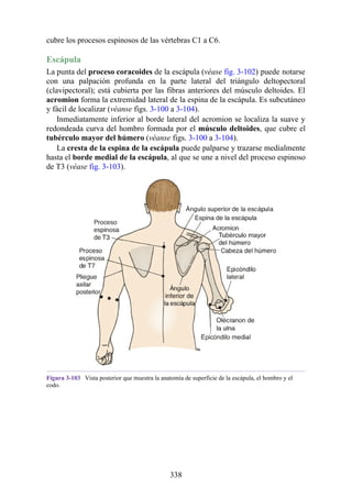 cubre los procesos espinosos de las vértebras C1 a C6.
Escápula
La punta del proceso coracoides de la escápula (véase fig. 3-102) puede notarse
con una palpación profunda en la parte lateral del triángulo deltopectoral
(clavipectoral); está cubierta por las fibras anteriores del músculo deltoides. El
acromion forma la extremidad lateral de la espina de la escápula. Es subcutáneo
y fácil de localizar (véanse figs. 3-100 a 3-104).
Inmediatamente inferior al borde lateral del acromion se localiza la suave y
redondeada curva del hombro formada por el músculo deltoides, que cubre el
tubérculo mayor del húmero (véanse figs. 3-100 a 3-104).
La cresta de la espina de la escápula puede palparse y trazarse medialmente
hasta el borde medial de la escápula, al que se une a nivel del proceso espinoso
de T3 (véase fig. 3-103).
Figura 3-103 Vista posterior que muestra la anatomía de superficie de la escápula, el hombro y el
codo.
338
 