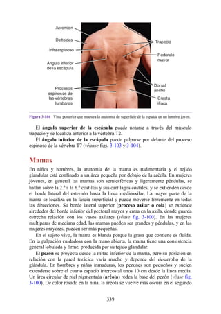 Figura 3-104 Vista posterior que muestra la anatomía de superficie de la espalda en un hombre joven.
El ángulo superior de la escápula puede notarse a través del músculo
trapecio y se localiza anterior a la vértebra T2.
El ángulo inferior de la escápula puede palparse por delante del proceso
espinoso de la vértebra T7 (véanse figs. 3-103 y 3-104).
Mamas
En niños y hombres, la anatomía de la mama es rudimentaria y el tejido
glandular está confinado a un área pequeña por debajo de la aréola. En mujeres
jóvenes, en general las mamas son semiesféricas y ligeramente péndulas, se
hallan sobre la 2.a a la 6.a costillas y sus cartílagos costales, y se extienden desde
el borde lateral del esternón hasta la línea medioaxilar. La mayor parte de la
mama se localiza en la fascia superficial y puede moverse libremente en todas
las direcciones. Su borde lateral superior (proceso axilar o cola) se extiende
alrededor del borde inferior del pectoral mayor y entra en la axila, donde guarda
estrecha relación con los vasos axilares (véase fig. 3-100). En las mujeres
multíparas de mediana edad, las mamas pueden ser grandes y péndulas, y en las
mujeres mayores, pueden ser más pequeñas.
En el sujeto vivo, la mama es blanda porque la grasa que contiene es fluida.
En la palpación cuidadosa con la mano abierta, la mama tiene una consistencia
general lobulada y firme, producida por su tejido glandular.
El pezón se proyecta desde la mitad inferior de la mama, pero su posición en
relación con la pared torácica varía mucho y depende del desarrollo de la
glándula. En hombres y niñas inmaduras, los pezones son pequeños y suelen
extenderse sobre el cuarto espacio intercostal unos 10 cm desde la línea media.
Un área circular de piel pigmentada (aréola) rodea la base del pezón (véase fig.
3-100). De color rosado en la niña, la aréola se vuelve más oscura en el segundo
339
 