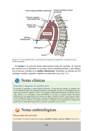 Figura 4-2 Vista lateral del tórax, que muestra las referencias de superficie y su relación con los
niveles vertebrales.
El cuerpo es la porción media relativamente larga del esternón. Se articula
por encima con el manubrio en la articu lación manubrioesternal, y por debajo,
con el proceso xifoides en la sínfisis xifoesternal. Asimismo, se articula con los
cartílagos costales segundo a séptimo en cada lado (véase fig. 4-1).
Notas clínicas
Esternón y biopsias de médula ósea
El esternón es subcutáneo y puede palparse fácilmente. Al igual que las costillas, se compone casi
en su totalidad de tejido óseo esponjoso altamente vascularizado, envuelto en una delgada coraza de
tejido óseo compacto. Además, conserva en su interior médula hematopoyética roja durante toda la
vida. Debido a su morfología y poca profundidad en el tórax, el esternón puede atravesarse
fácilmente con una aguja durante una biopsia con aguja (“punción esternal”), que tiene por objeto
extraer médula roja. Bajo anestesia local, se inserta una aguja gruesa en la cavidad medular a través
de la cara anterior del hueso. En algunas ocasiones, el esternón se secciona durante la cirugía para
permitir que el especialista tenga acceso al corazón, los grandes vasos y el timo.
Notas embriológicas
Desarrollo del esternón
En el adulto, el esternón consta de tres partes: manubrio, cuerpo y proceso xifoides (véase fig. 4-
354
 
