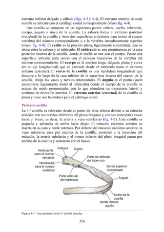 extremo inferior delgado y afilado (figs. 4-3 y 4-4). El extremo anterior de cada
costilla se articula con el cartílago costal correspondiente (véase fig. 4-4).
Una costilla se compone de las siguientes partes: cabeza, cuello, tubérculo,
cuerpo, ángulo y surco de la costilla. La cabeza forma el extremo posterior
(vertebral) de la costilla y tiene dos superficies articulares para unirse al cuerpo
vertebral del número correspondiente y a la vértebra inmediatamente superior
(véase fig. 4-4). El cuello es la porción plana, ligeramente constreñida, que se
ubica entre la cabeza y el tubérculo. El tubérculo es una prominencia en la cara
posterior externa de la costilla, donde el cuello se une con el cuerpo. Posee una
superficie articular para unirse con el proceso transverso de la vértebra del
número correspondiente. El cuerpo es la porción larga, delgada, plana y curva
(en su eje longitudinal) que se extiende desde el tubérculo hasta el extremo
anterior (esternal). El surco de la costilla es una hendidura longitudinal que
discurre a lo largo de la cara inferior de la superficie interna del cuerpo de la
costilla. Aloja los vasos y nervios intercostales. El ángulo es el punto (suele
encontrarse ligeramente distal al tubérculo) donde el cuerpo de la costilla se
arquea de modo pronunciado, con lo que abandona su trayectoria lateral y
continúa en dirección anterior. El extremo anterior (esternal) de la costilla es
plano y tiene una hendidura para el cartílago costal.
Primera costilla
La 1.ª costilla es relevante desde el punto de vista clínico debido a su estrecha
relación con los nervios inferiores del plexo braquial y con los principales vasos
hacia el brazo, es decir, la arteria y vena subclavias (fig. 4-5). Esta costilla es
pequeña y aplanada de arriba hacia abajo. El músculo escaleno anterior se
inserta en su cara y borde internos. Por delante del músculo escaleno anterior, la
vena subclavia pasa por encima de la costilla; posterior a la inserción del
músculo, la arteria subclavia y el tronco inferior del plexo braquial pasan por
encima de la costilla y contactan con el hueso.
Figura 4-3 Cara posterior de la 5.ª costilla derecha.
356
 