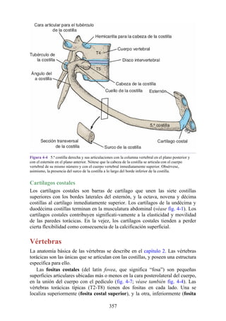 Figura 4-4 5.ª costilla derecha y sus articulaciones con la columna vertebral en el plano posterior y
con el esternón en el plano anterior. Nótese que la cabeza de la costilla se articula con el cuerpo
vertebral de su mismo número y con el cuerpo vertebral inmediatamente superior. Obsérvese,
asimismo, la presencia del surco de la costilla a lo largo del borde inferior de la costilla.
Cartílagos costales
Los cartílagos costales son barras de cartílago que unen las siete costillas
superiores con los bordes laterales del esternón, y la octava, novena y décima
costillas al cartílago inmediatamente superior. Los cartílagos de la undécima y
duodécima costillas terminan en la musculatura abdominal (véase fig. 4-1). Los
cartílagos costales contribuyen significati-vamente a la elasticidad y movilidad
de las paredes torácicas. En la vejez, los cartílagos costales tienden a perder
cierta flexibilidad como consecuencia de la calcificación superficial.
Vértebras
La anatomía básica de las vértebras se describe en el capítulo 2. Las vértebras
torácicas son las únicas que se articulan con las costillas, y poseen una estructura
específica para ello.
Las fositas costales (del latín fovea, que significa “fosa”) son pequeñas
superficies articulares ubicadas más o menos en la cara posterolateral del cuerpo,
en la unión del cuerpo con el pedículo (fig. 4-7; véase también fig. 4-4). Las
vértebras torácicas típicas (T2-T8) tienen dos fositas en cada lado. Una se
localiza superiormente (fosita costal superior), y la otra, inferiormente (fosita
357
 