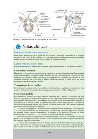 Figura 4-7 Vértebra torácica. A. Cara superior. B. Cara lateral.
Notas clínicas
Deformación de la caja torácica
Puede haber alteraciones en la forma del tórax debido a anomalías congénitas de la columna
vertebral o por efecto de las costillas. Las enfermedades de la columna vertebral que producen
flexión lateral o escoliosis deforman la caja torácica de modo significativo.
Lesión traumática del tórax
Las lesiones traumáticas del tórax son frecuentes, especialmente en caso de accidentes de tránsito.
Fractura del esternón
El esternón es una estructura resistente que se mantiene en su posición mediante cartílagos costales
relativamente flexibles y costillas también flexibles. Por ello, las fracturas del esternón son poco
frecuentes; no obstante, suelen presentarse en accidentes con vehículos que circulan a gran
velocidad. Recuerde que el corazón se localiza detrás del esternón y puede sufrir una grave
contusión en caso de impacto al esternón.
Traumatismo de las costillas
La lesión más frecuente a nivel de las costillas son los hematomas secundarios a traumatismos. Este
doloroso fenómeno se presenta debido a una pequeña hemorragia por debajo del periostio.
Fractura de costilla
Las fracturas de costilla son lesiones torácicas habituales. En la infancia, las costillas son muy
elásticas y, por ende, las fracturas en este grupo de edad son poco frecuentes. Por desgracia, la pared
torácica de los niños es elástica y se comprime con facilidad, lo cual puede lesionar los pulmones y
el corazón. Con el paso de los años, la caja torácica adquiere mayor rigidez gracias a los depósitos
de calcio en los cartílagos costales, y las costillas se vuelven quebradizas. Estas tienden a fracturarse
por su parte más débil, es decir, los ángulos.
Las costillas más propensas a fracturarse son las expuestas o relativamente fijas. Las costillas 5.ª
a 10.ª son las que se fracturan con más frecuencia. La clavícula y los músculos pectorales protegen
las primeras cuatro costillas anteriormente; la escápula y los músculos asociados lo hacen
posteriormente. Las costillas 11.ª y 12.ª flotan y se mueven con la fuerza del impacto.
Dado que la costilla se aloja entre una estructura externa, la piel, y otra interna, la delicada
pleura, no es de sorprender que los extremos filosos de una costilla fracturada puedan penetrar en
los pulmones y producir neumotórax.
El intenso dolor localizado suele ser el síntoma más importante de una fractura de costilla. Los
nervios intercostales por encima y por debajo de la costilla inervan el periostio de cada una de ellas.
Para ayudar al paciente a respirar correctamente, en ocasiones es necesario bloquear el nervio
360
 