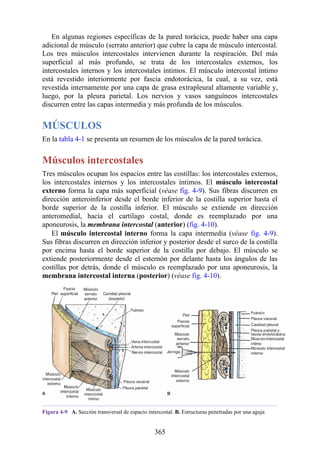 En algunas regiones específicas de la pared torácica, puede haber una capa
adicional de músculo (serrato anterior) que cubre la capa de músculo intercostal.
Los tres músculos intercostales intervienen durante la respiración. Del más
superficial al más profundo, se trata de los intercostales externos, los
intercostales internos y los intercostales íntimos. El músculo intercostal íntimo
está revestido interiormente por fascia endotorácica, la cual, a su vez, está
revestida internamente por una capa de grasa extrapleural altamente variable y,
luego, por la pleura parietal. Los nervios y vasos sanguíneos intercostales
discurren entre las capas intermedia y más profunda de los músculos.
MÚSCULOS
En la tabla 4-1 se presenta un resumen de los músculos de la pared torácica.
Músculos intercostales
Tres músculos ocupan los espacios entre las costillas: los intercostales externos,
los intercostales internos y los intercostales íntimos. El músculo intercostal
externo forma la capa más superficial (véase fig. 4-9). Sus fibras discurren en
dirección anteroinferior desde el borde inferior de la costilla superior hasta el
borde superior de la costilla inferior. El músculo se extiende en dirección
anteromedial, hacia el cartílago costal, donde es reemplazado por una
aponeurosis, la membrana intercostal (anterior) (fig. 4-10).
El músculo intercostal interno forma la capa intermedia (véase fig. 4-9).
Sus fibras discurren en dirección inferior y posterior desde el surco de la costilla
por encima hasta el borde superior de la costilla por debajo. El músculo se
extiende posteriormente desde el esternón por delante hasta los ángulos de las
costillas por detrás, donde el músculo es reemplazado por una aponeurosis, la
membrana intercostal interna (posterior) (véase fig. 4-10).
Figura 4-9 A. Sección transversal de espacio intercostal. B. Estructuras penetradas por una aguja
365
 