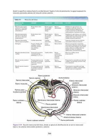 desde la superficie cutánea hasta la cavidad pleural. Según el sitio de penetración, la aguja traspasará los
músculos pectorales además del músculo serrato anterior.
Figura 4-10 Sección transversal del tórax, donde se aprecia la distribución de un nervio intercostal
típico y las arterias intercostales posterior y anterior.
366
 