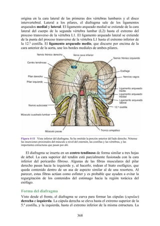 origina en la cara lateral de las primeras dos vértebras lumbares y el disco
intervertebral. Lateral a los pilares, el diafragma sale de los ligamentos
arqueados medial y lateral. El ligamento arqueado medial se extiende de la cara
lateral del cuerpo de la segunda vértebra lumbar (L2) hasta el extremo del
proceso transverso de la vértebra L1. El ligamento arqueado lateral se extiende
de la punta del proceso transverso de la vértebra L1 hasta el extremo inferior de
la 12.ª costilla. El ligamento arqueado medio, que discurre por encima de la
cara anterior de la aorta, une los bordes mediales de ambos pilares.
Figura 4-11 Vista inferior del diafragma. Se ha omitido la porción anterior del lado derecho. Nótense
las inserciones proximales del músculo a nivel del esternón, las costillas y las vértebras, y las
importantes estructuras que pasan por ahí.
El diafragma se inserta en un centro tendinoso de forma similar a tres hojas
de árbol. La cara superior del tendón está parcialmente fusionada con la cara
inferior del pericardio fibroso. Algunas de las fibras musculares del pilar
derecho pasan hacia la izquierda y, al hacerlo, rodean el hiato esofágico, que
queda contenido dentro de un asa de aspecto similar al de una resortera. Al
parecer, estas fibras actúan como esfínter y es probable que ayuden a evitar la
regurgitación de los contenidos del estómago hacia la región torácica del
esófago.
Forma del diafragma
Visto desde el frente, el diafragma se curva para formar las cúpulas (cupulae)
derecha e izquierda. La cúpula derecha se eleva hasta el extremo superior de la
5.ª costilla, y la izquierda, hasta el extremo inferior de la misma estructura. La
368
 